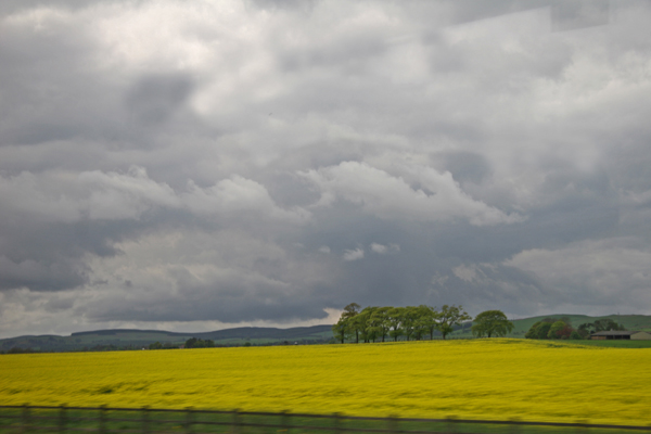 flowering-fields-prior-to-e