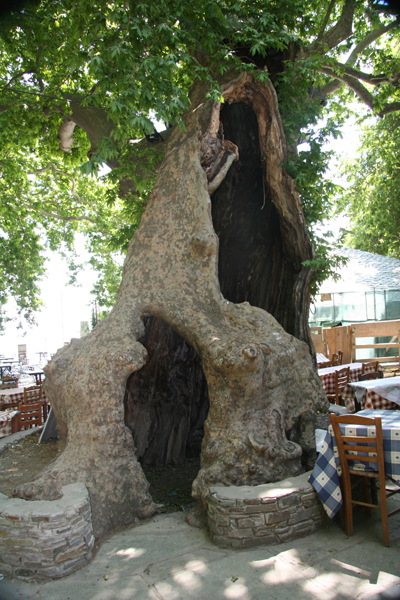 interesting tree